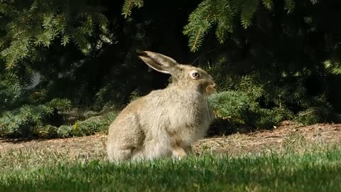 Curious Rabbit Waits In Garden For carrots Arrival