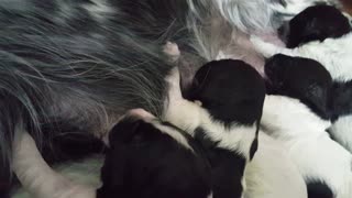 Puppies make the cutest noises at the milkbar