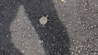 Fastest Turtle in the World!