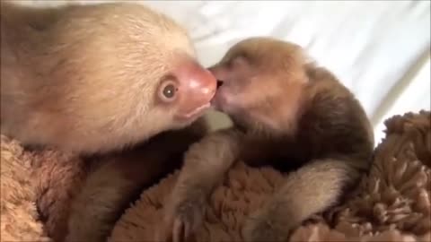 Sloth mother is giving a tender kiss to her baby sloth