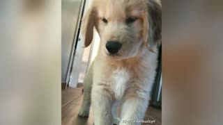 Tucker the Golden Retriever Funny and Cute Video Compilation.
