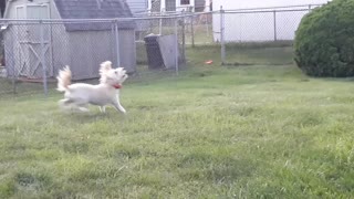 Frisbee catching Dog
