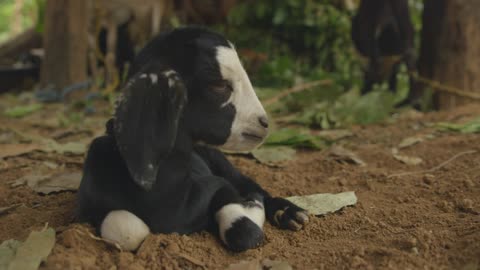 House fly gives baby goat cutest sneezing fit ever