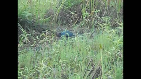 A Purple Swamphen doing something