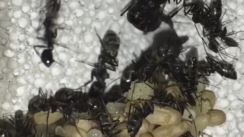 Group Of ants collecting food for winter