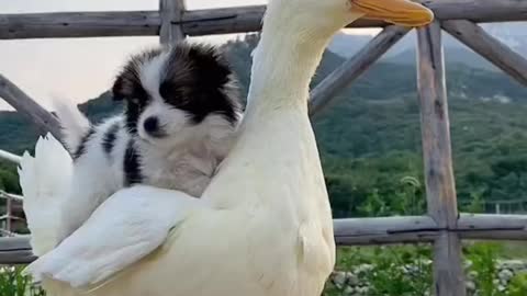 Cutest video, duck & dog