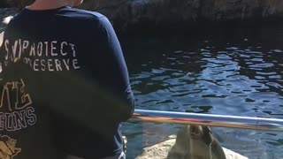 Sea Lion feeding