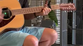 Parrot Sings Along With Man Playing Guitar