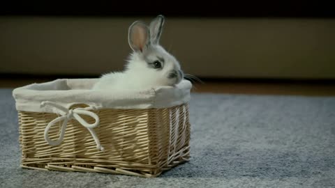 Cute white baby rabbit in a wicker basket. Slow Motion footage