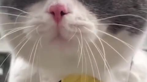 funny cat video funny animal video