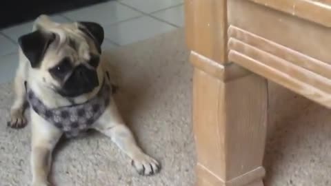 Confused Pug Skeptical Of Tag On Favorite Blanket