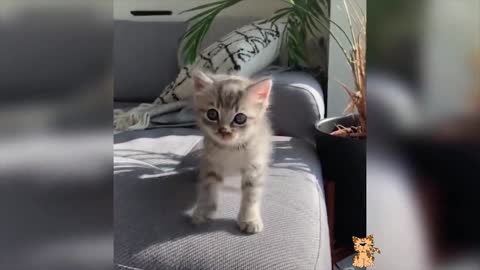 Baby Cats Video Recopilación de mascotas lindas y animales divertidos 2021 # 6 FOND OF ANIMALS