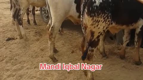 ساہیوال نسل کے بیل 🐂 اقبالنگر منڈی میں