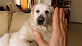 Golden Retriever High-fives!