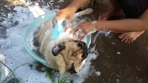 Pug Enjoys Soaking In The Bubbly Water While Owner Gives Him A Nice Scrub