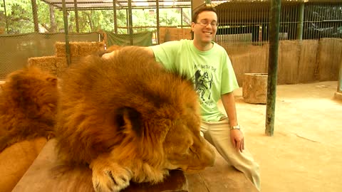 Allan the lion, during a downpour