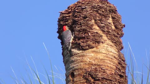 Red-Bellied Woodpecker in Florida wetland