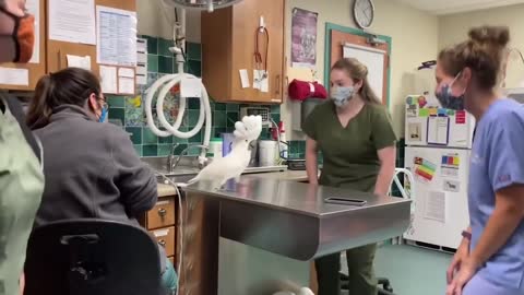 A male umbrella cockatoo socializing with Vet Hospital Staff - Cute!