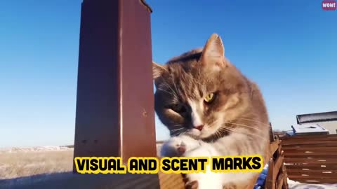 14 Weird Cat Behaviors Explained | Fun Facts about Cats | Cutie Cats