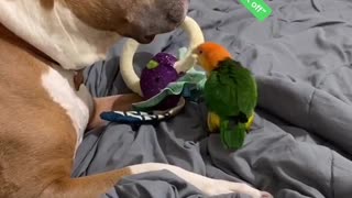 Pit Bull and Parrot Argue Over Toy