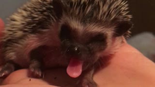 Little Hedgehog Yawns