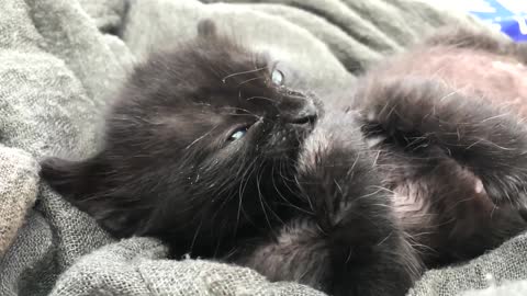 Black kitten cleaning its paws