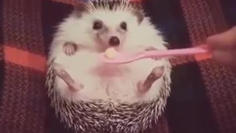 cute hedgehog eating food