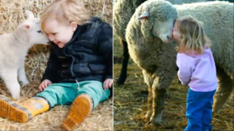 Funny Kids and Sheep! Funny Animal Videos!