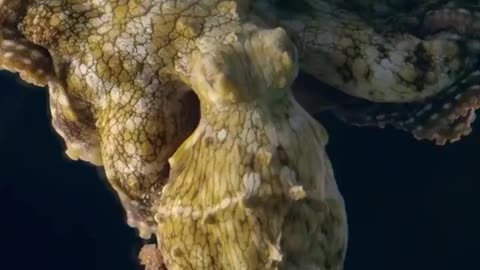 Wild octopus steals the eye with its beauty