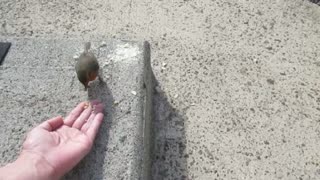 Cute baby Robin eats from my hand