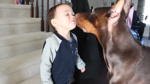 Toddler and Doberman FACE OFF!