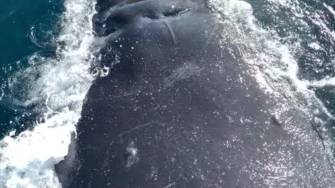 Whale Sprays Tourists as It Breaches Next to Boat