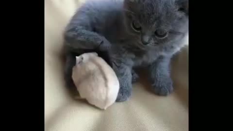 Cute Funny Cat Video 😍