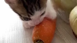 kitten vegetarian