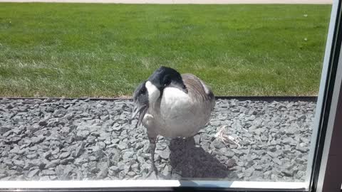 Goose attacks its own reflection