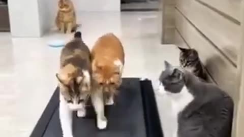 FunnyCats