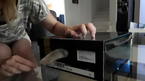 Kitty in a box