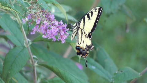 Eastern tiger swallowtail butterfly feeding on flowers