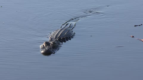 large american alligator swimming