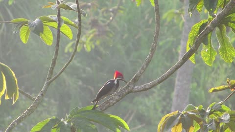 Wood Ticker Bird Finds His Way With Some Tree Branches