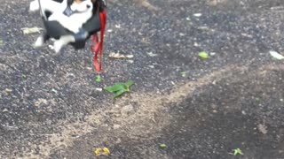 Doggo Enjoys a Good Swing
