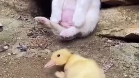 Cute dog helping a small chicken