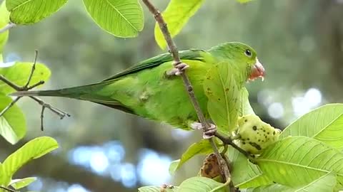 Brazilian fauna in the countryside PERIQUITO NA GOIABA wild animal wild bird brazilian