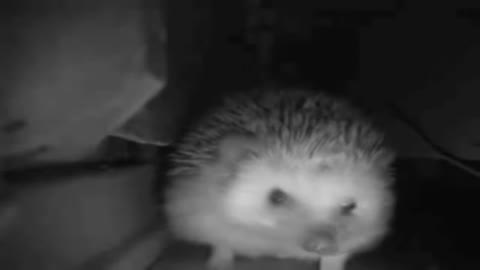 the hedgehog sneezed and farted at the same time