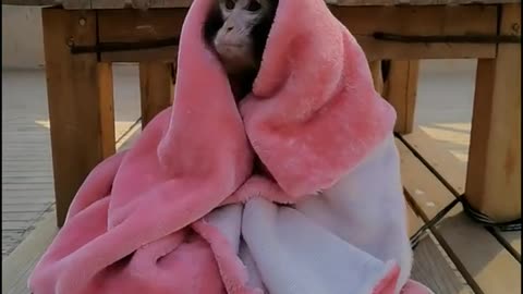Baby baboons cover their own quilt