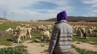 Sheep on the farm