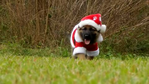 German Shepherd puppy is ready for Christmas