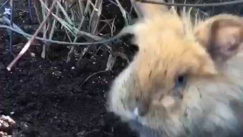 Bad Bunny Digging for Easter Eggs