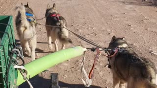 Loki's Debut Run with the Big Dogs Pt1