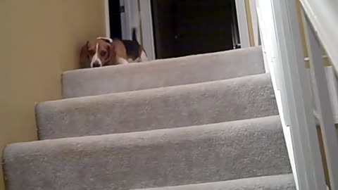 Lucy the Beagle going down the stairs for first time